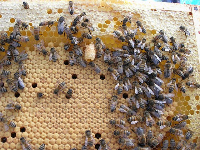 Bijenraat